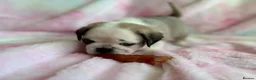 Pug dogs for sale: Beautiful pug puppies (4 males) available in Tiverton - Advert 8