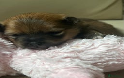 Pomeranian dogs for sale: Gorgeous Pomeranian Puppies, 2 Boys and Two Girls - Image 5