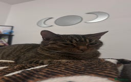 European cats for sale: Female Tabby, Bear - Image 2