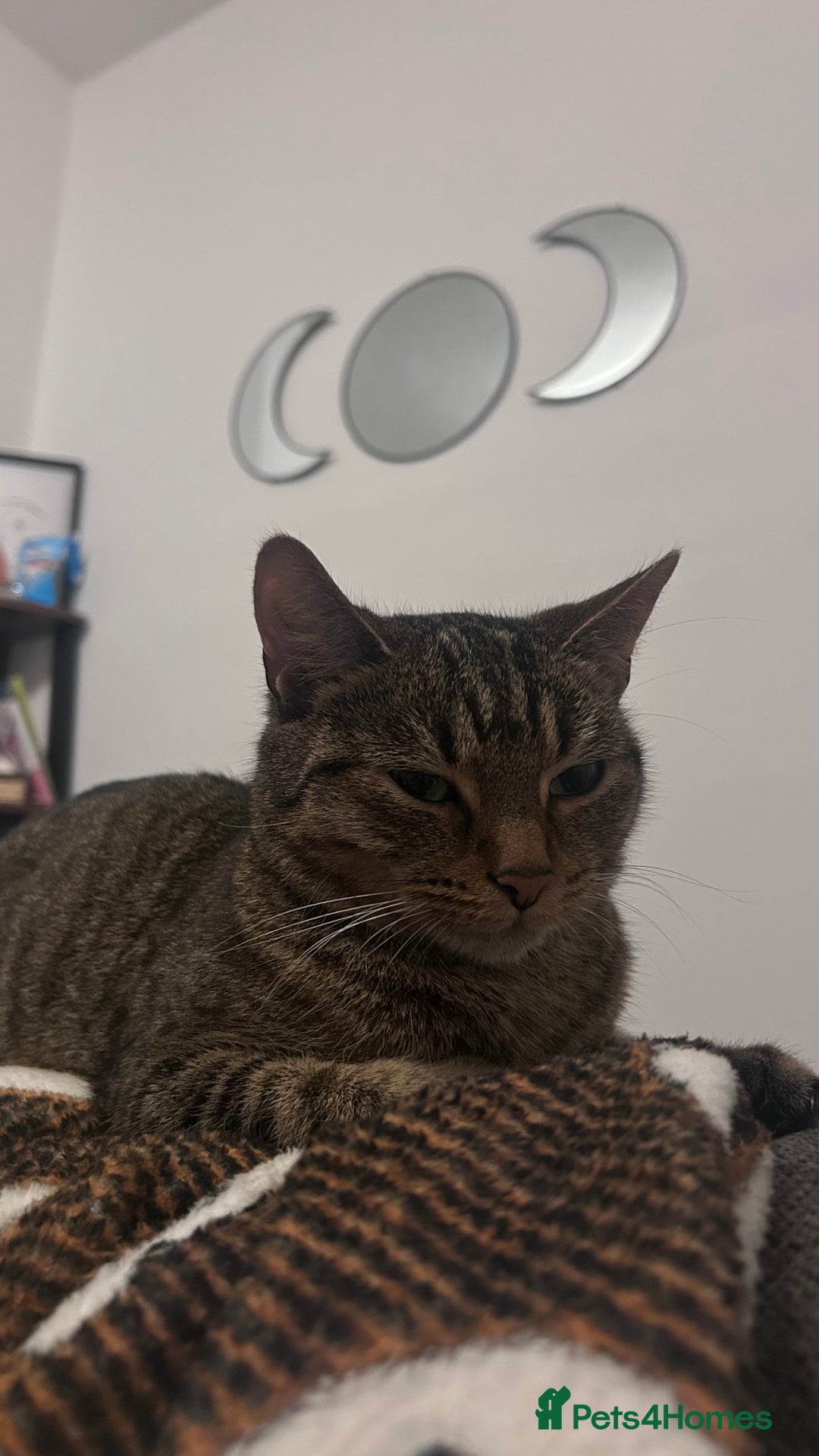European cats for sale: Female Tabby, Bear - Image 2