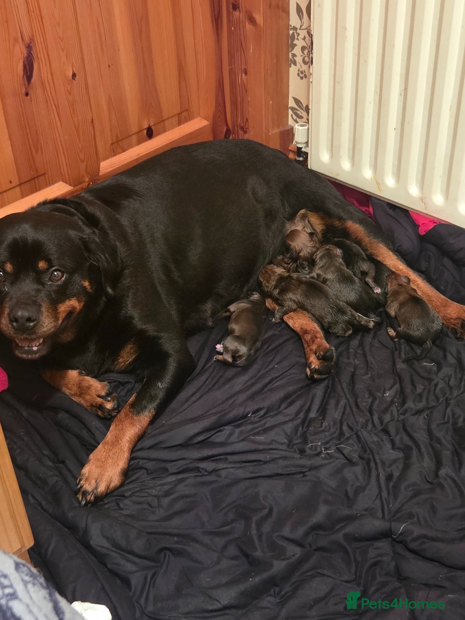 Boxweiler dogs for sale: Boxweiler pups in Omagh - Advert 15