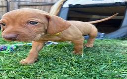 Hungarian Vizsla dogs for sale: Fantastic KC Hungarian Vizsla Puppies! in Rugby - Image 19