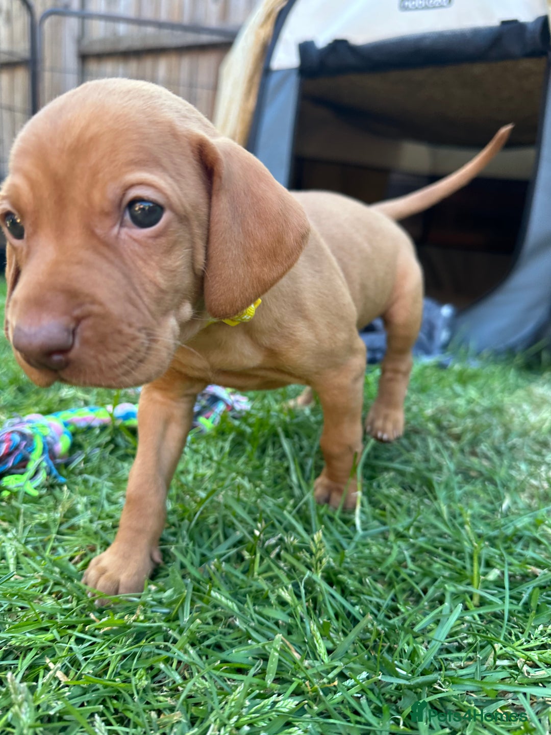 Hungarian Vizsla dogs for sale: Fantastic KC Hungarian Vizsla Puppies! in Rugby - Image 19