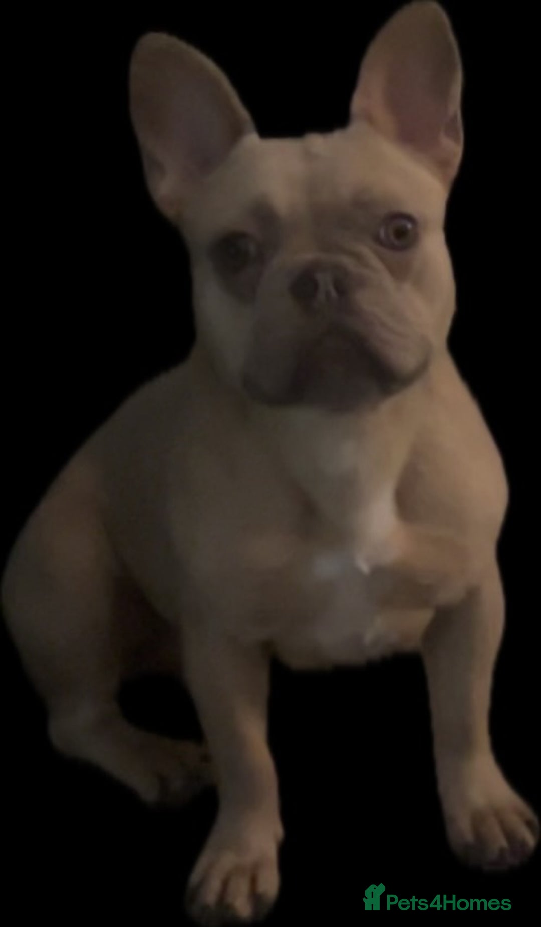 French Bulldog dogs for sale: french bulldog puppy’s  - Advert 7