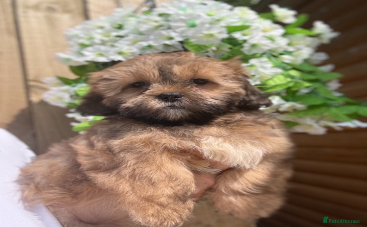Shihpoo dogs - Advert 4