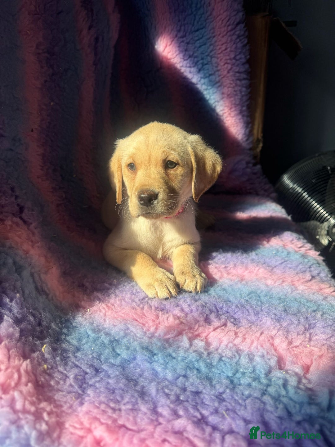 Labrador Retriever dogs for stud: KC REGISTERED LABRADOR STUD  in Worcester - Advert 5