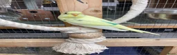 Budgerigars birds for sale: Baby budgies  - Advert 3
