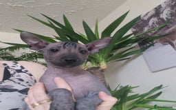 Mexican Hairless dogs for sale: Mexican hair less puppy - Image 2