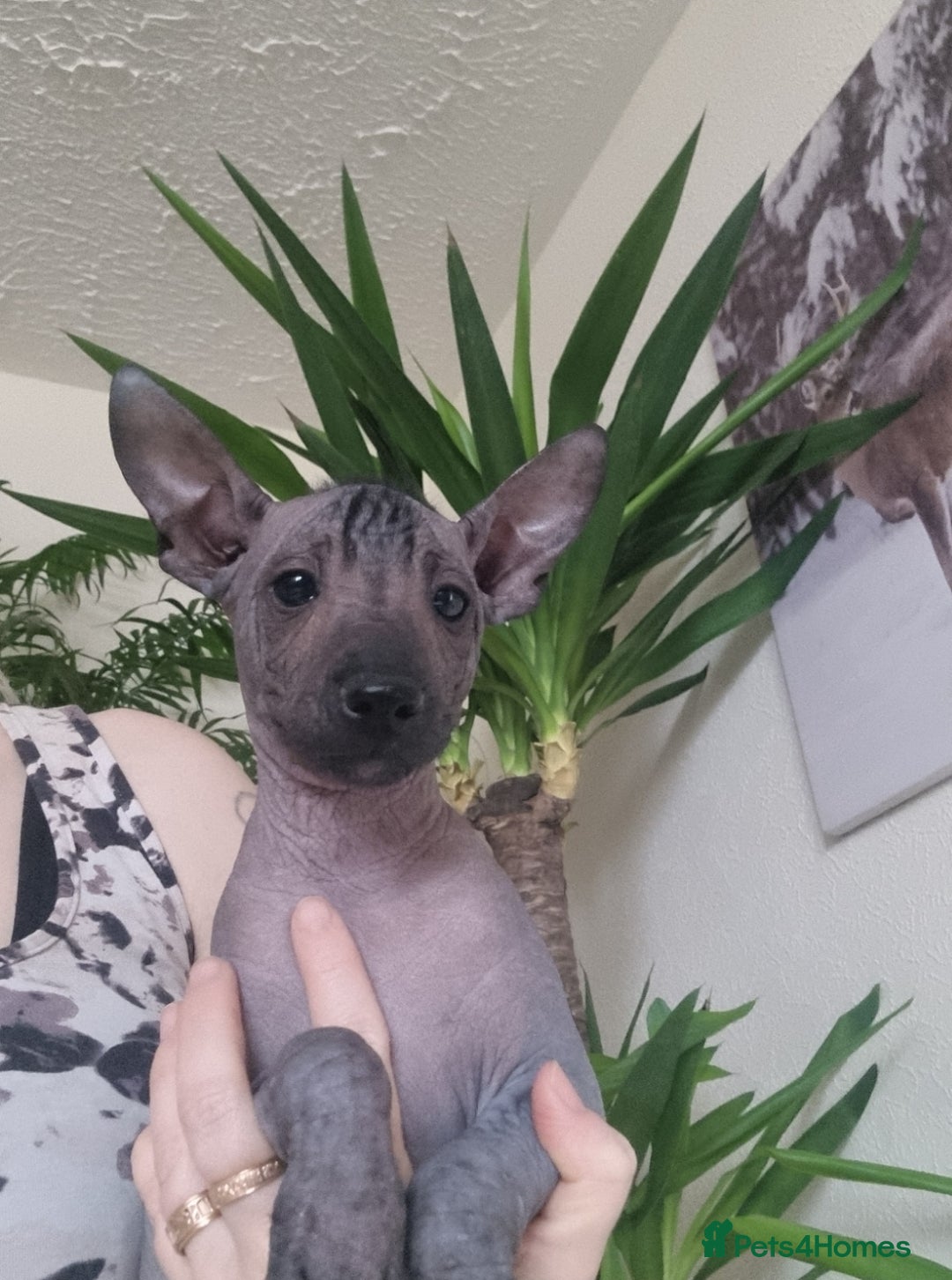 Mexican Hairless dogs for sale: Mexican hair less puppy - Image 2