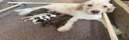 Lagotto Romagnolo dogs for sale: Kennel Club Registered Lagotto Romagnolo Puppies - Advert 2