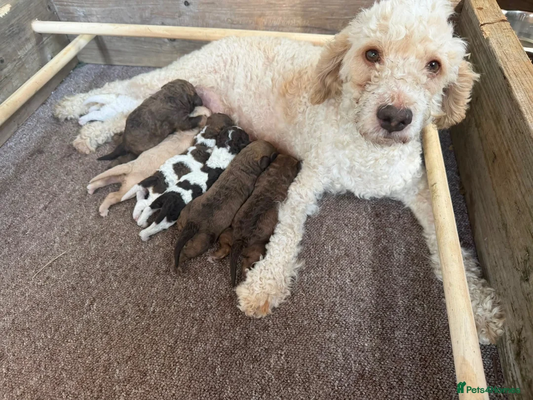 Lagotto Romagnolo dogs for sale: Kennel Club Registered Lagotto Romagnolo Puppies - Advert 2