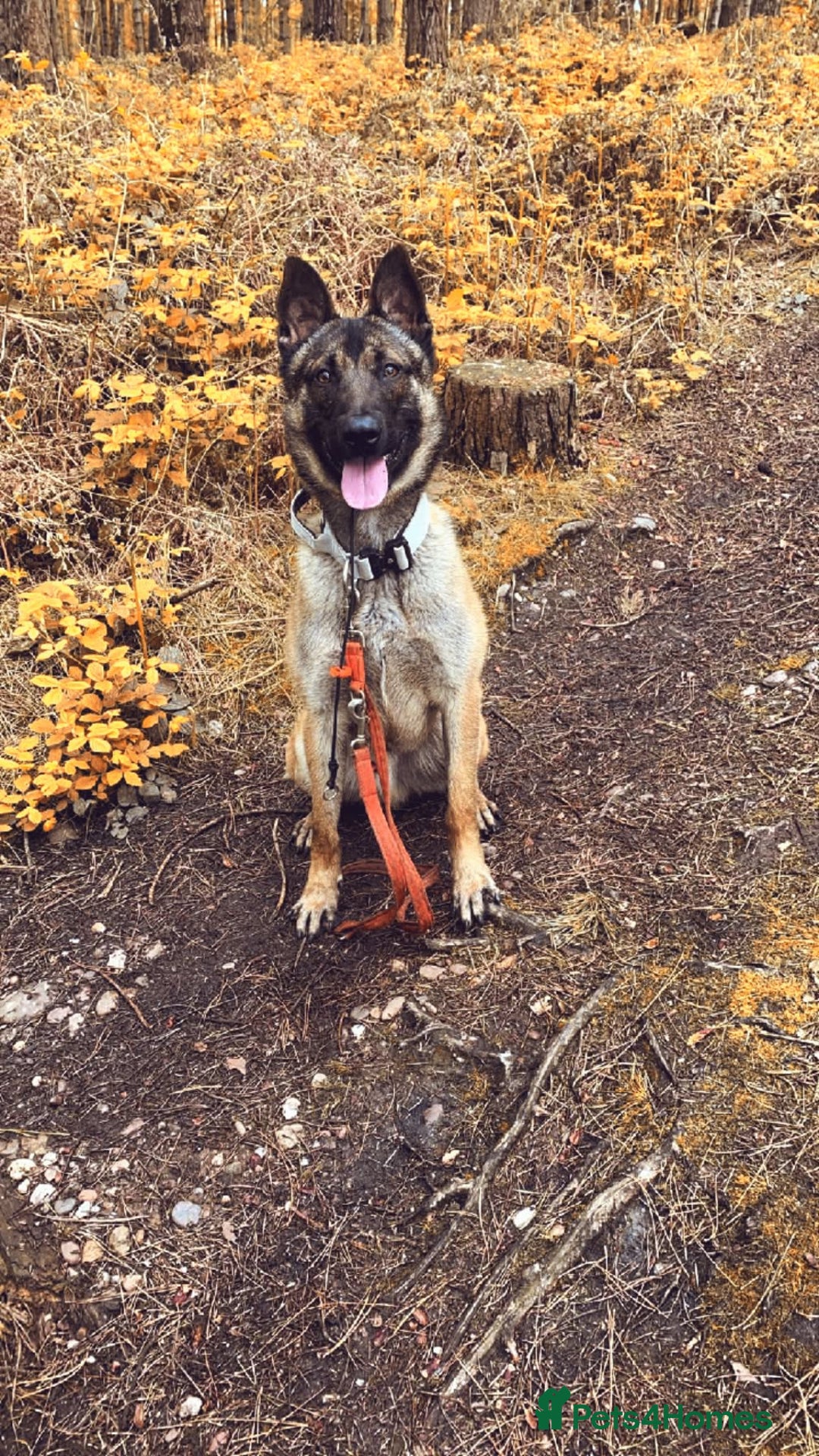 Belgian Shepherd Dog dogs for sale: Major - Advert 1