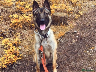 Belgian Shepherd Dog dogs Major - Advert 1