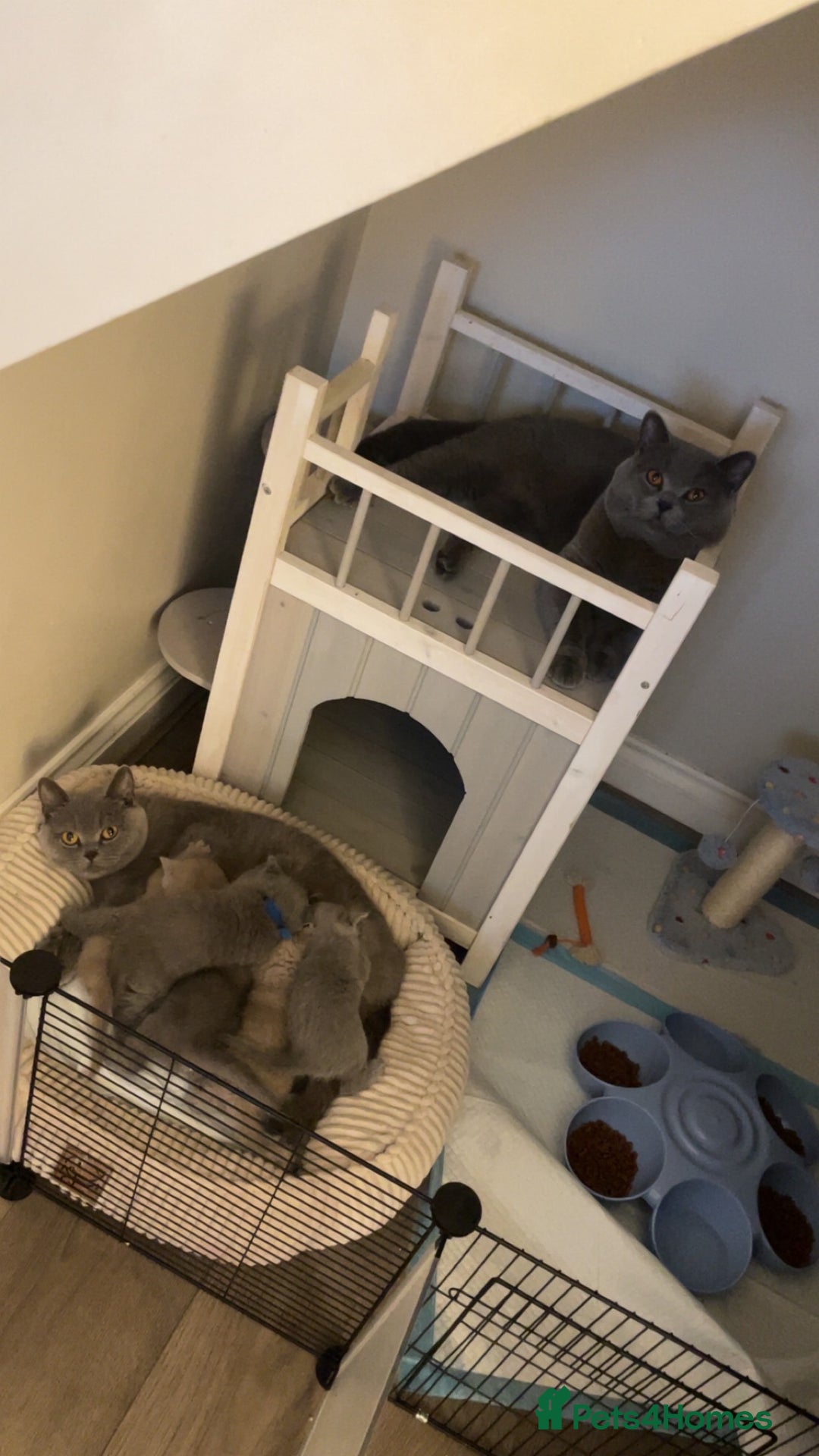 British Shorthair cats for sale: Male british short hairs - Image 3