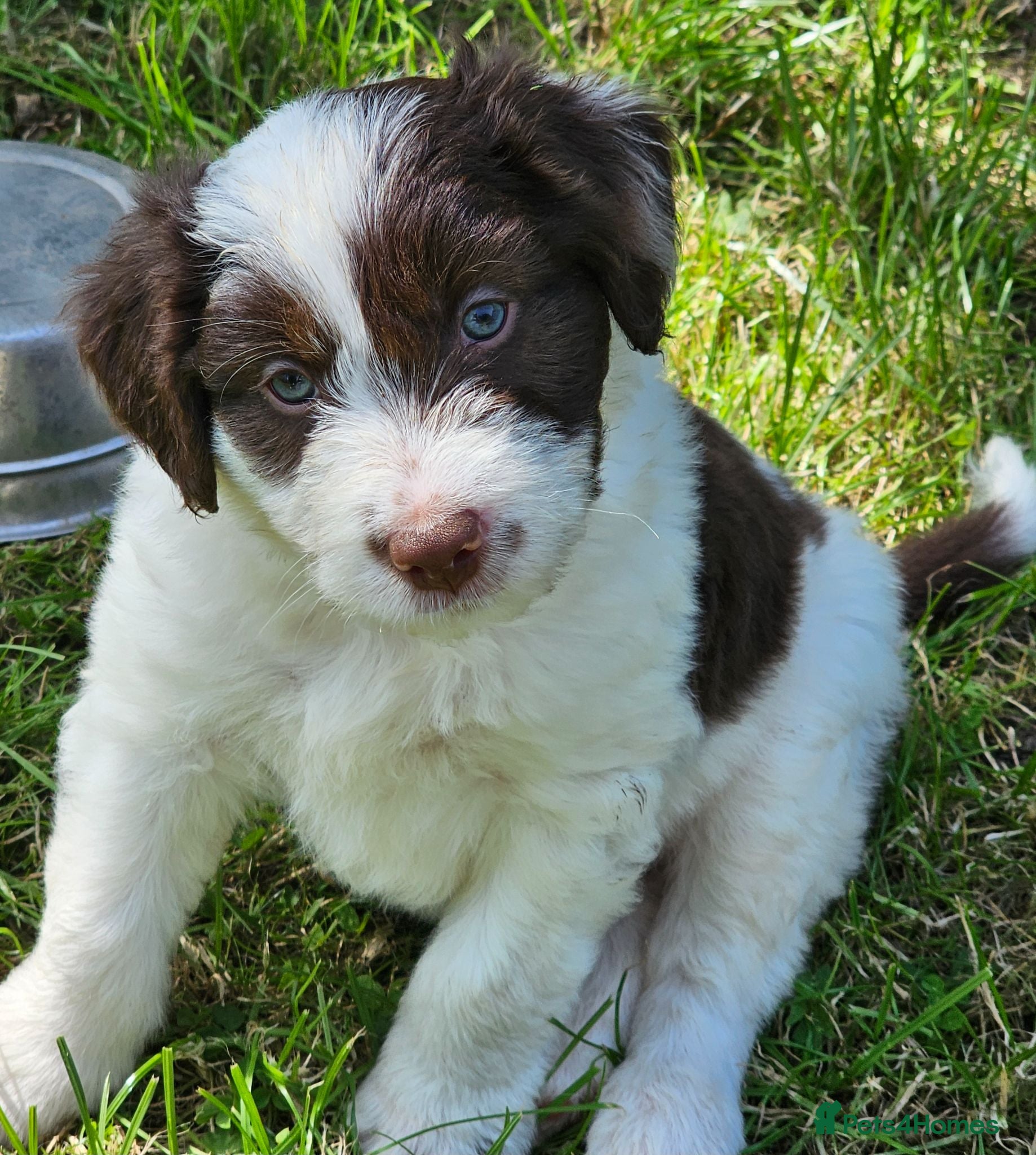 Mixed Breed dogs for sale: Handsome Black/white and brown/white boy puppies - Advert 2