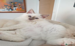 Birman cats for sale: Last birman baby left! I have 26 years experience  in Billingham - Image 2