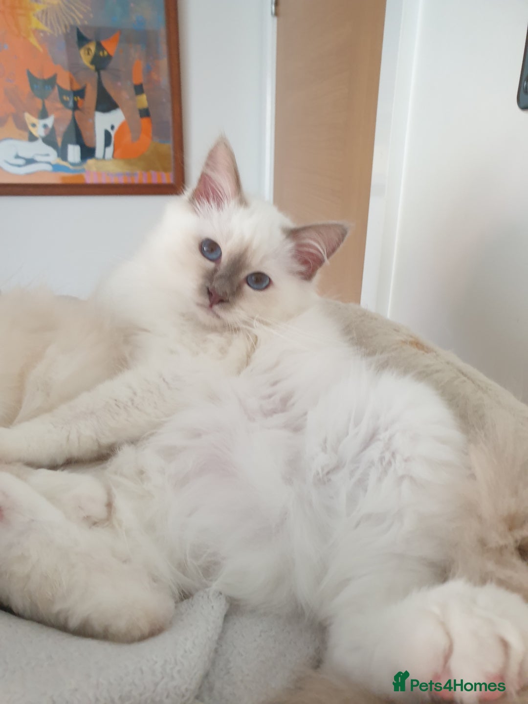 Birman cats for sale: Last birman baby left! I have 26 years experience  in Billingham - Image 2