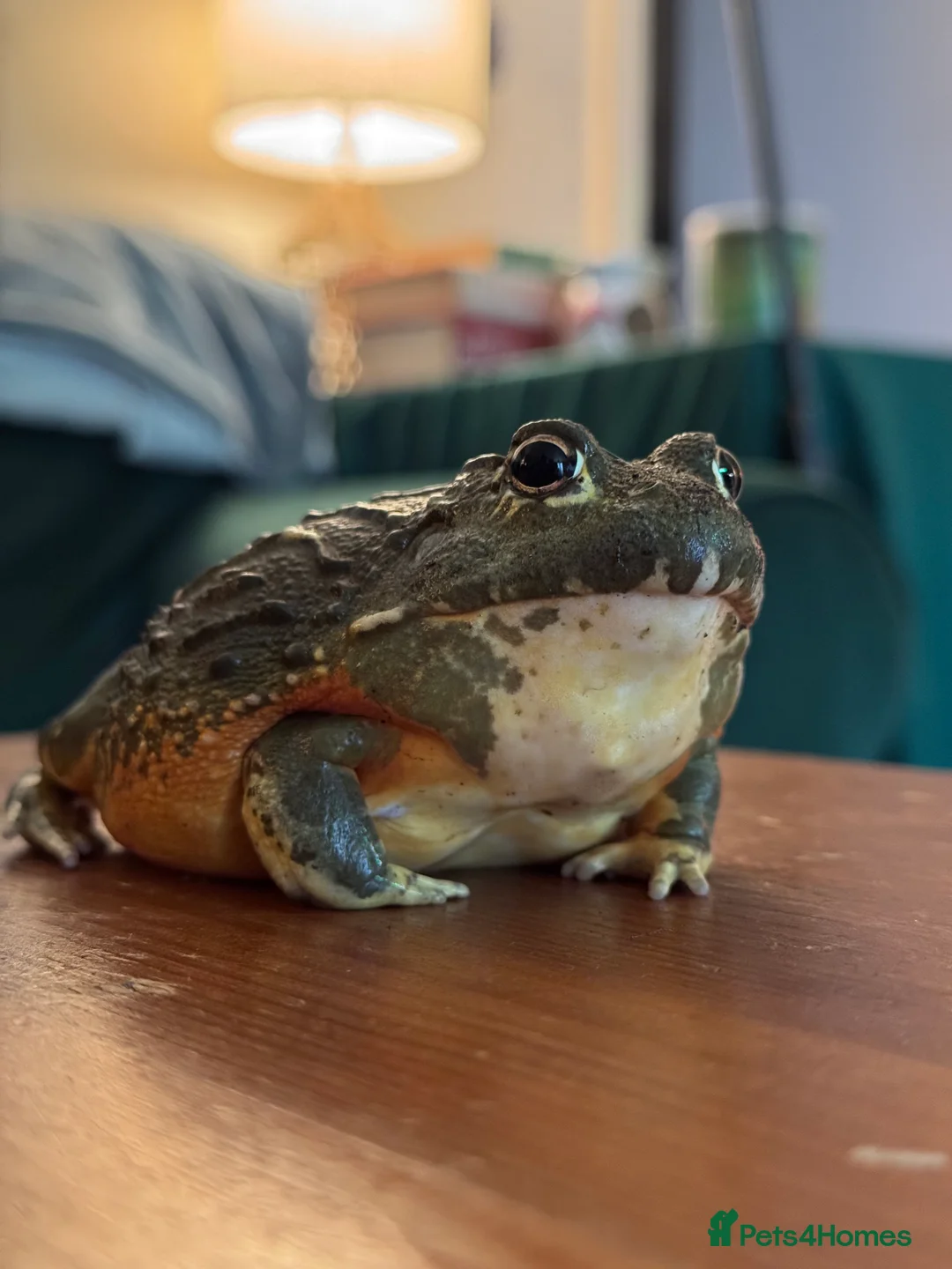 Frog reptiles for sale: Giant African Bullfrog & Exoterra Vivarium in Bournemouth - Advert 3