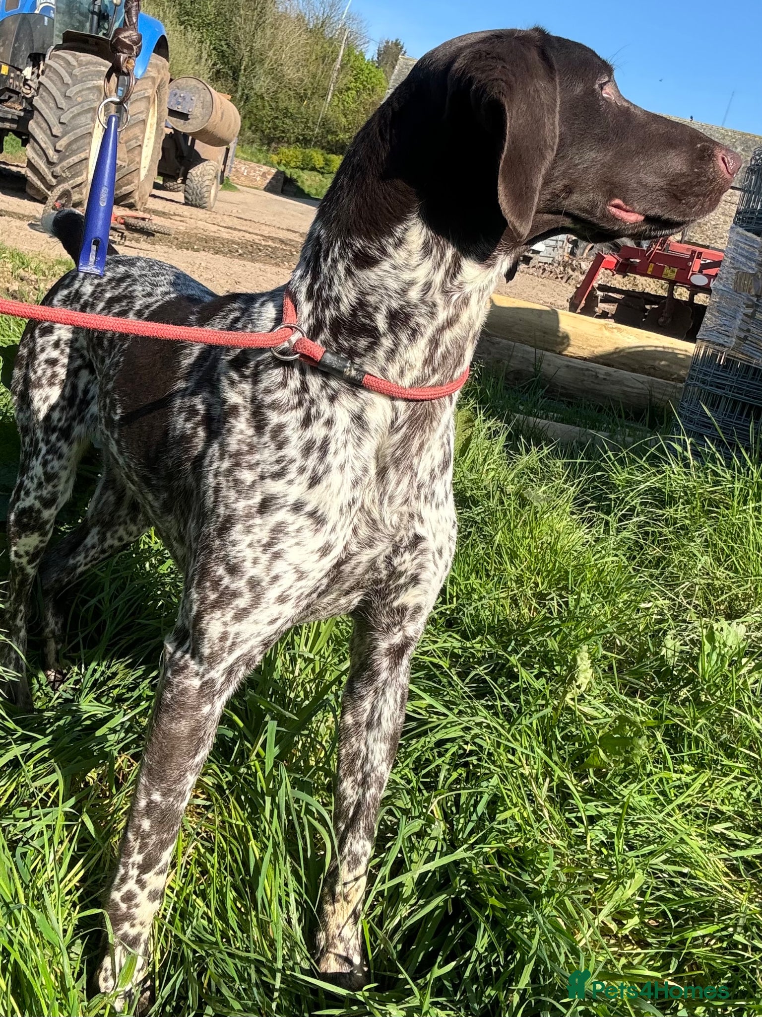 German Shorthaired Pointer dogs 16month KC Reg GSP - Advert 1