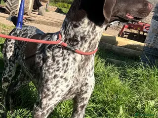 German Shorthaired Pointer dogs 16month KC Reg GSP - Advert 16