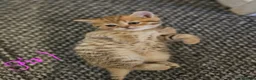 Scottish Fold cats for sale: 5 Beautiful Scottish Kittens Ready for Homes 🐾 - Advert 4