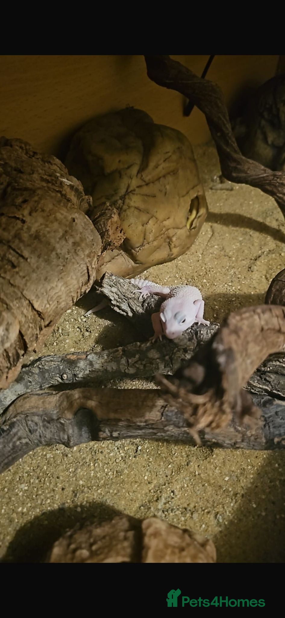 Leopard Gecko reptiles diablo leopard gecko and full set up  - Advert 3