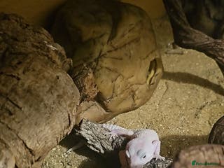 Leopard Gecko reptiles diablo leopard gecko and full set up - Advert 10