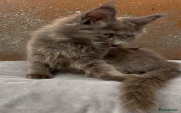 Maine Coon cats for sale: Championship bloodline GCCF Maine Coon kittens - Image 8