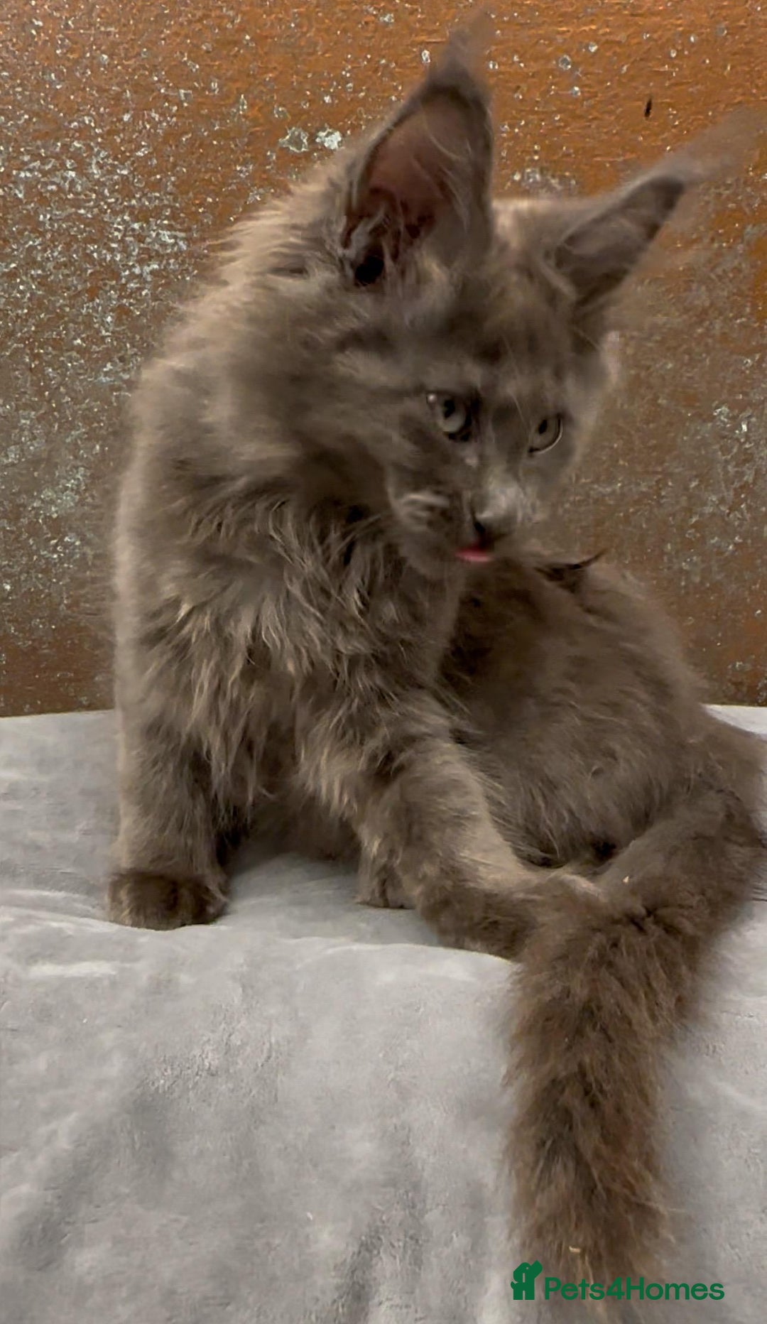 Maine Coon cats for sale: Championship bloodline GCCF Maine Coon kittens - Image 8