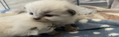 Ragdoll 3