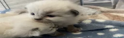 Ragdoll cats for sale: Pure ragdoll kittens  in Southend-on-Sea - Advert 4