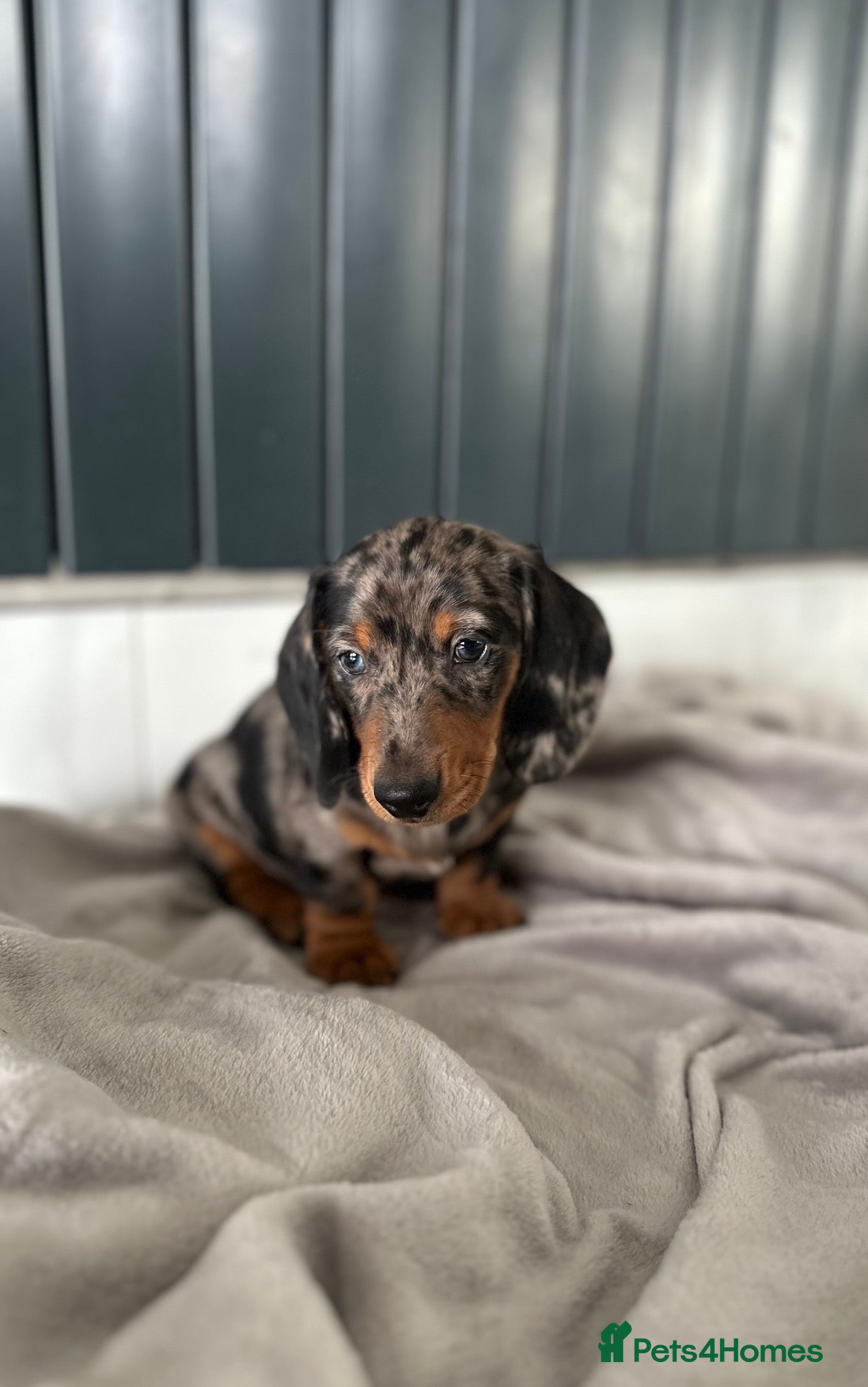 Miniature Dachshund dogs Miniature dachshund puppies  - Advert 14