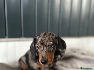 Miniature Dachshund dogs Miniature dachshund puppies - Advert 14