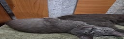 Russian Blue cats for sale: calm loving Russian blue kitties - Advert 6
