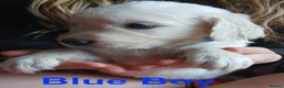 Golden Retriever dogs for sale: Beautiful Home Raised Golden Retriever Puppies - Advert 35