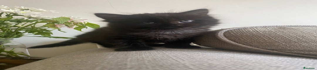 Mixed Breed Kitten 1