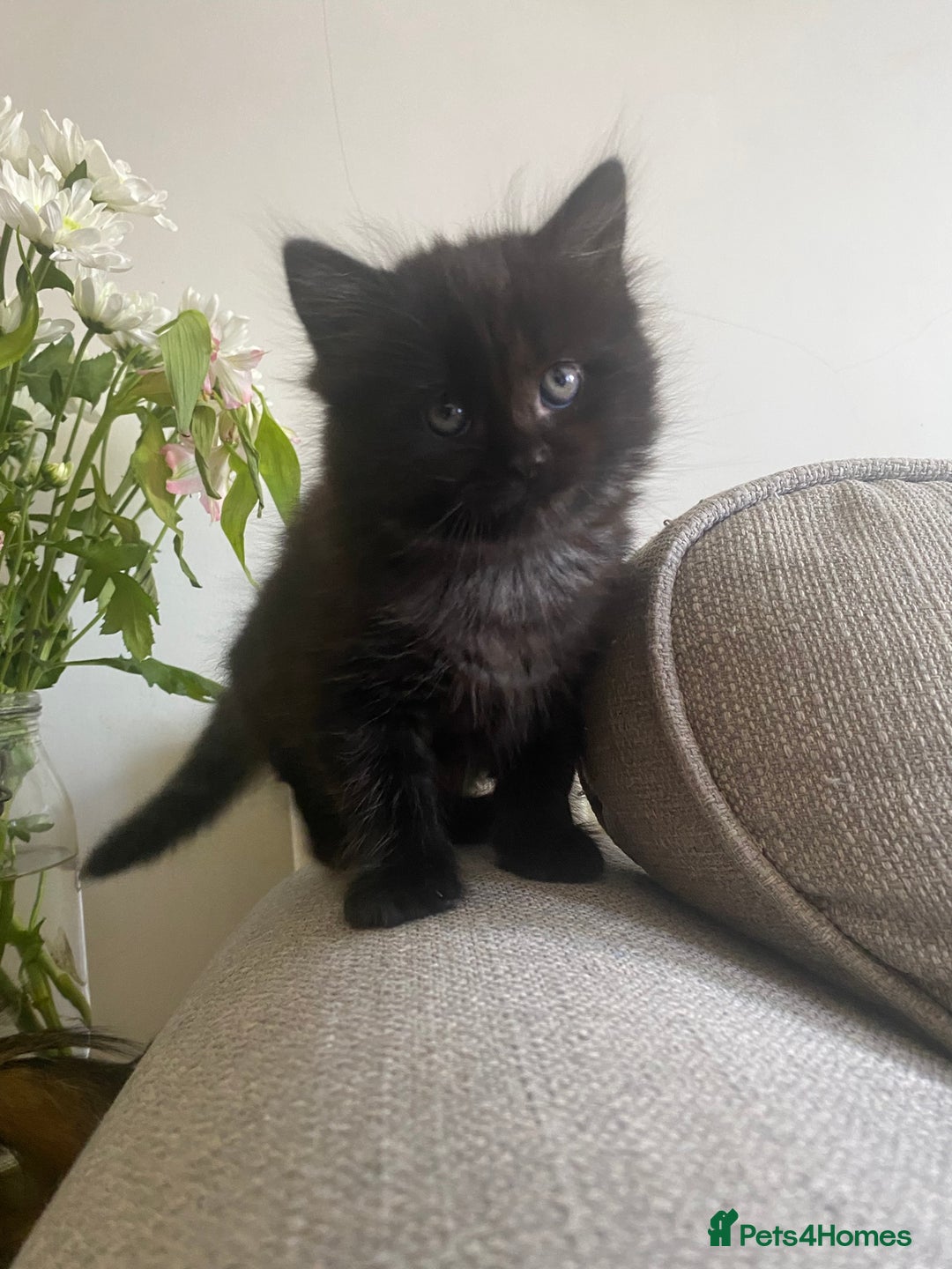 Mixed Breed cats for sale: Mainecoon and british shorthair mix  - Image 13