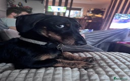 Dachshund dogs for sale: 1 year old male dachshund  - Image 5