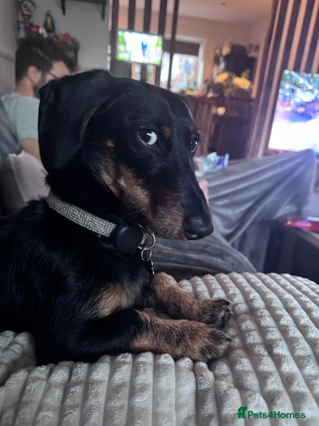 Dachshund dogs for sale: 1 year old male dachshund  - Advert 5