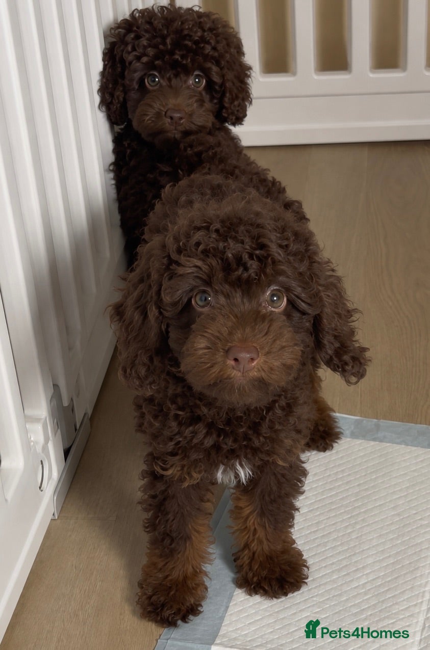 Toy Poodle dogs Last remaining Toy Poodle puppy  - Advert 1