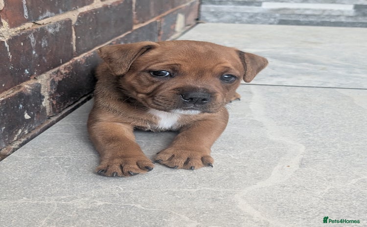 Staffordshire Bull Terrier dogs - Advert 9
