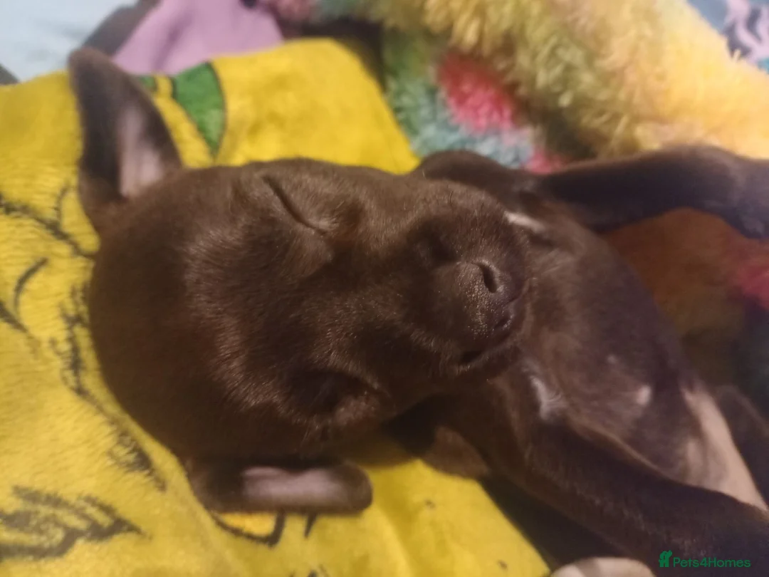 Patterdale Terrier dogs for sale: Bella the patterdale Terrier  - Advert 14