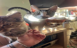 Mixed Breed cats for sale: Beautiful mixed kittens  - Image 30