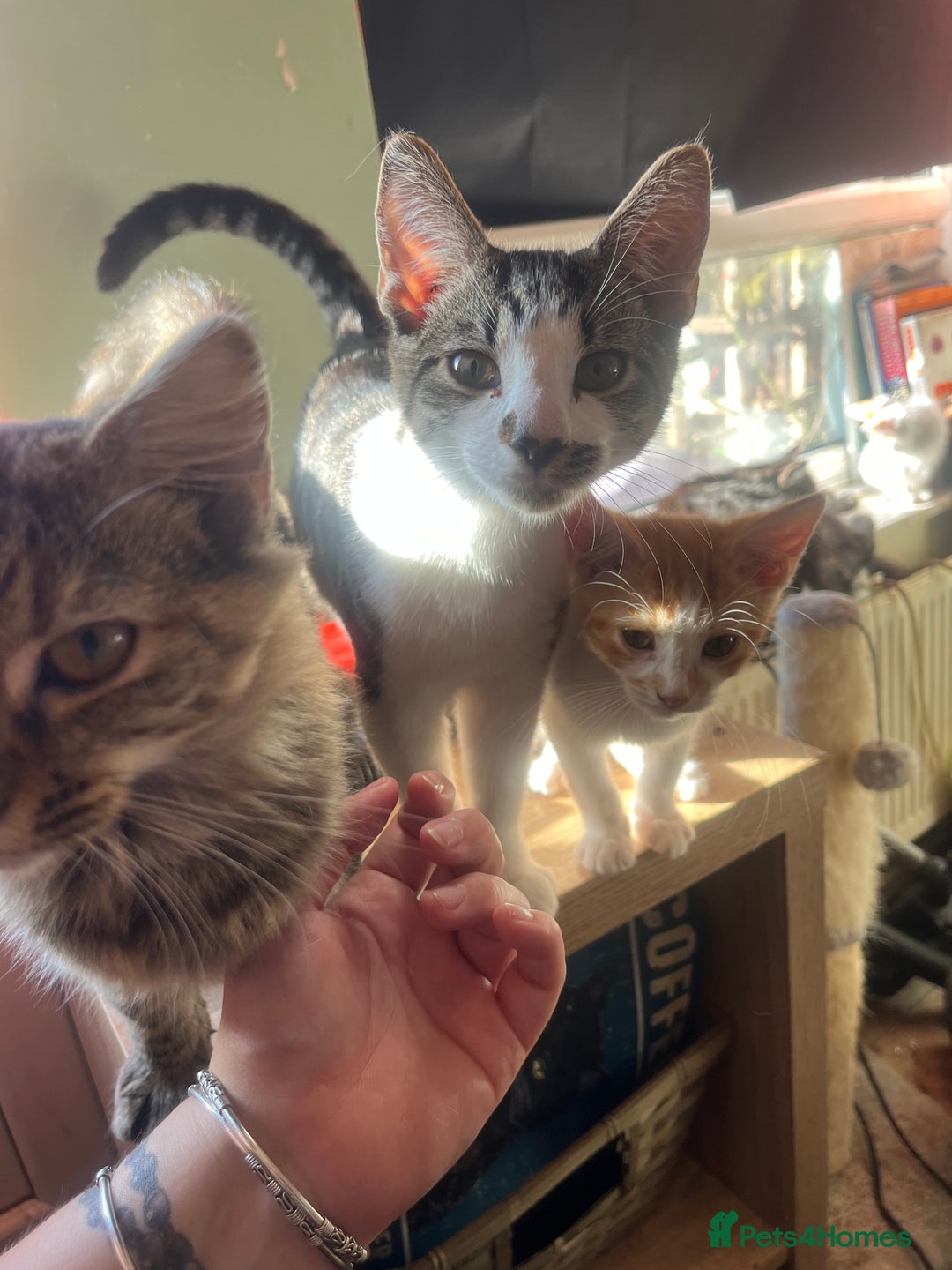 Mixed Breed cats for sale: Beautiful mixed kittens  - Image 30