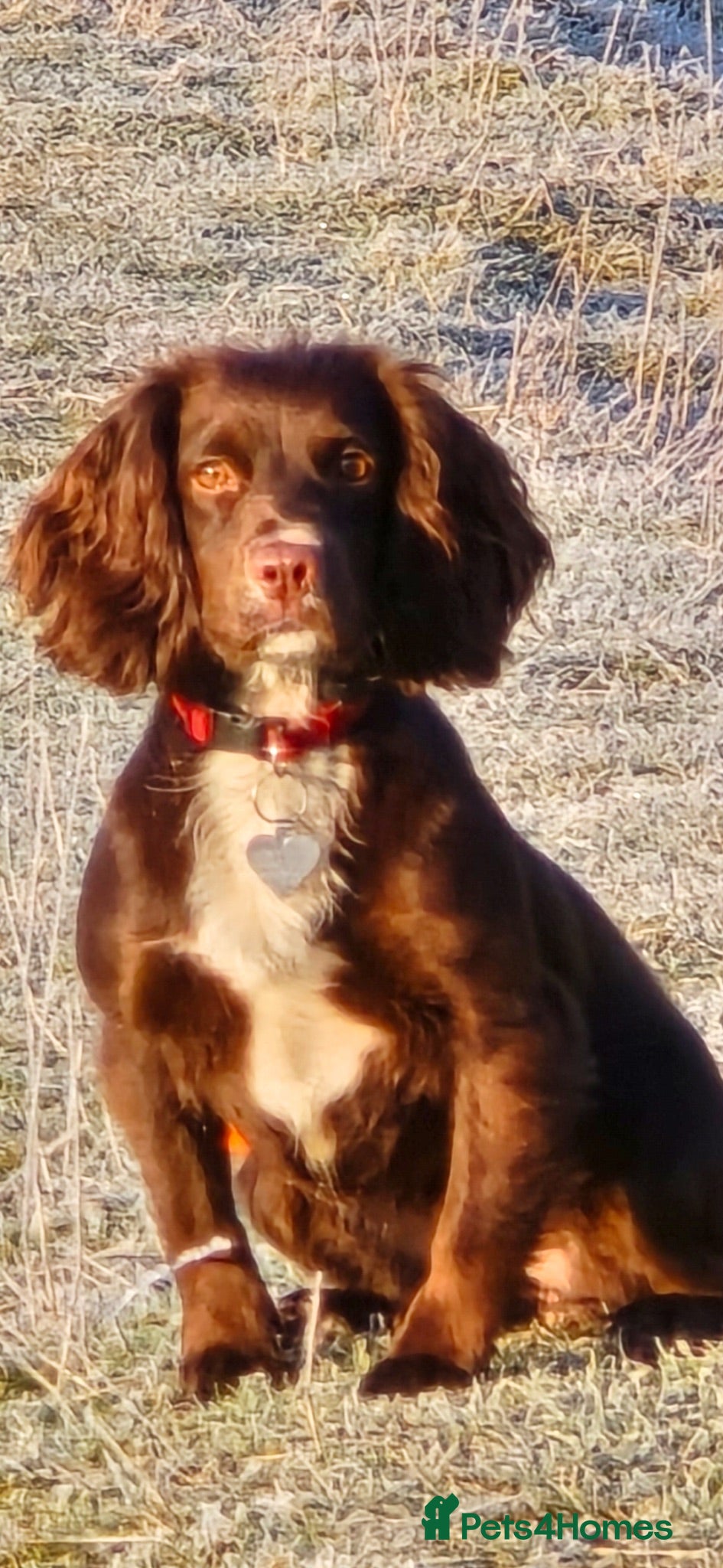 Cocker Spaniel dogs Working Cocker Spaniel Puppies - Advert 2