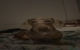 Dachshund dogs for sale: Lovely dachshund looking for a new home  - Image 2