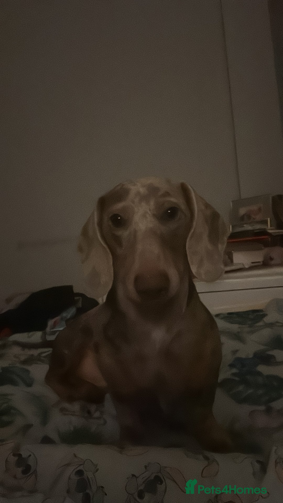 Dachshund dogs for sale: Lovely dachshund looking for a new home  - Image 2