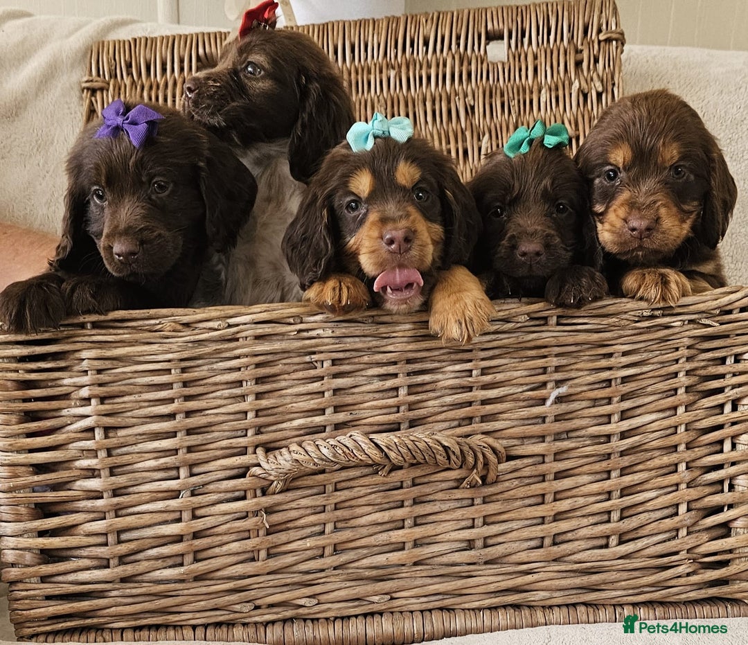 Cocker Spaniel dogs for sale: Ready this Thursday vet checked  - Image 7