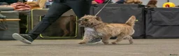Cairn Terrier dogs for stud: Proven KC Registered Show Dog for Stud - Advert 3