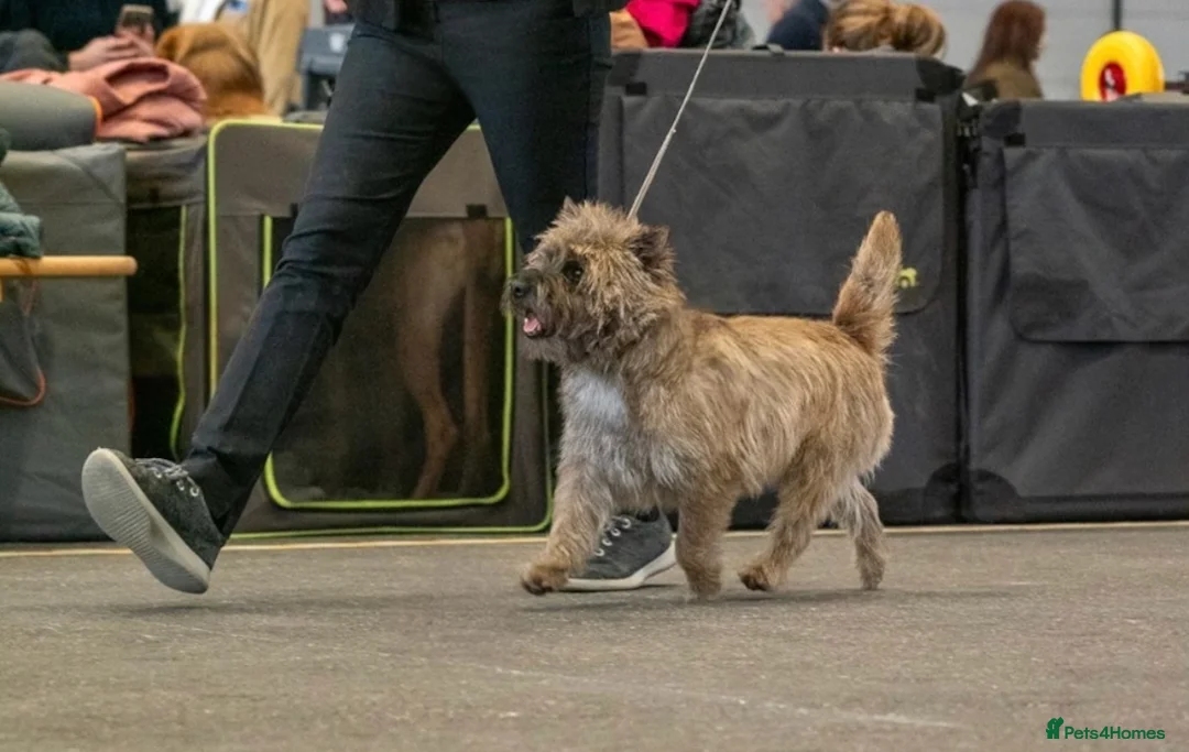 Cairn Terrier dogs for stud: Proven KC Registered Show Dog for Stud - Advert 3